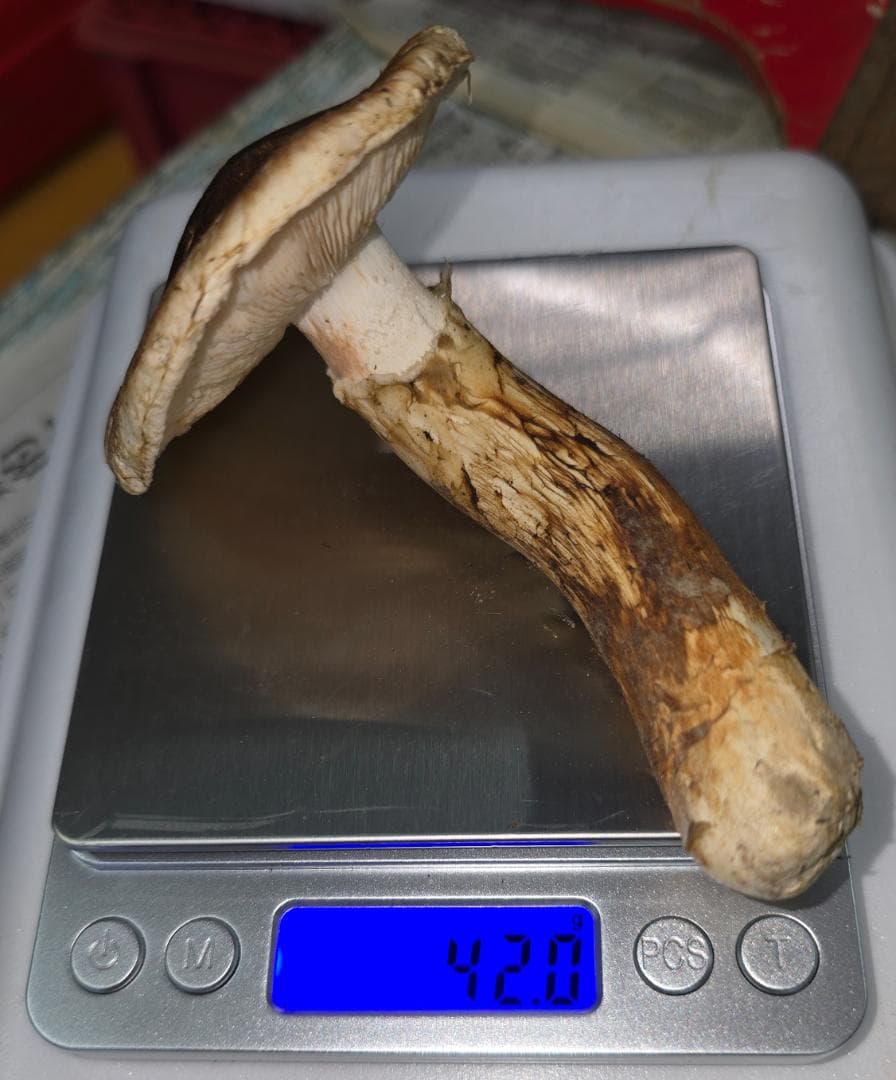 新鮮 マツタケ 332g 365g