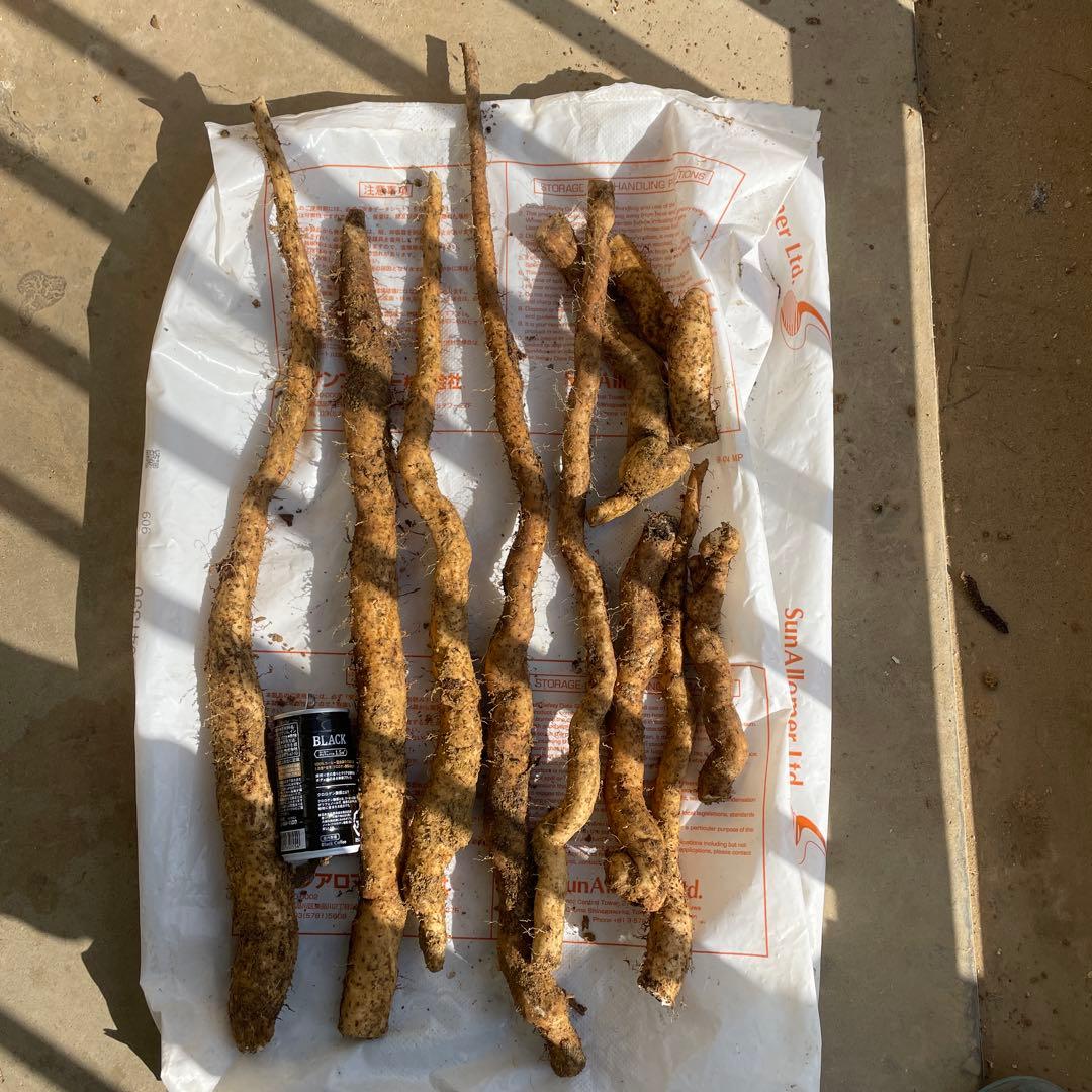 天然自然薯ーー2.5キロ