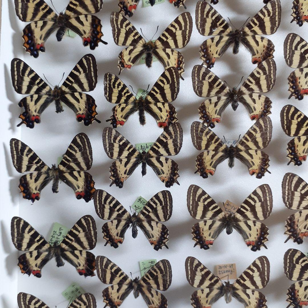 蝶標本　ギフチョウ、ヒメギフチョウ等４種100頭、大型ドイツ標本箱二箱入りセット