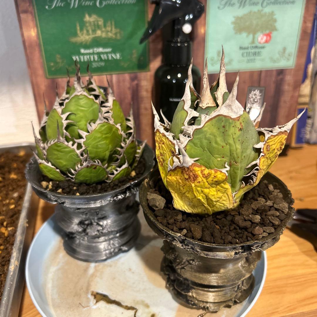 ホリダ×FO-076特選鉢付き