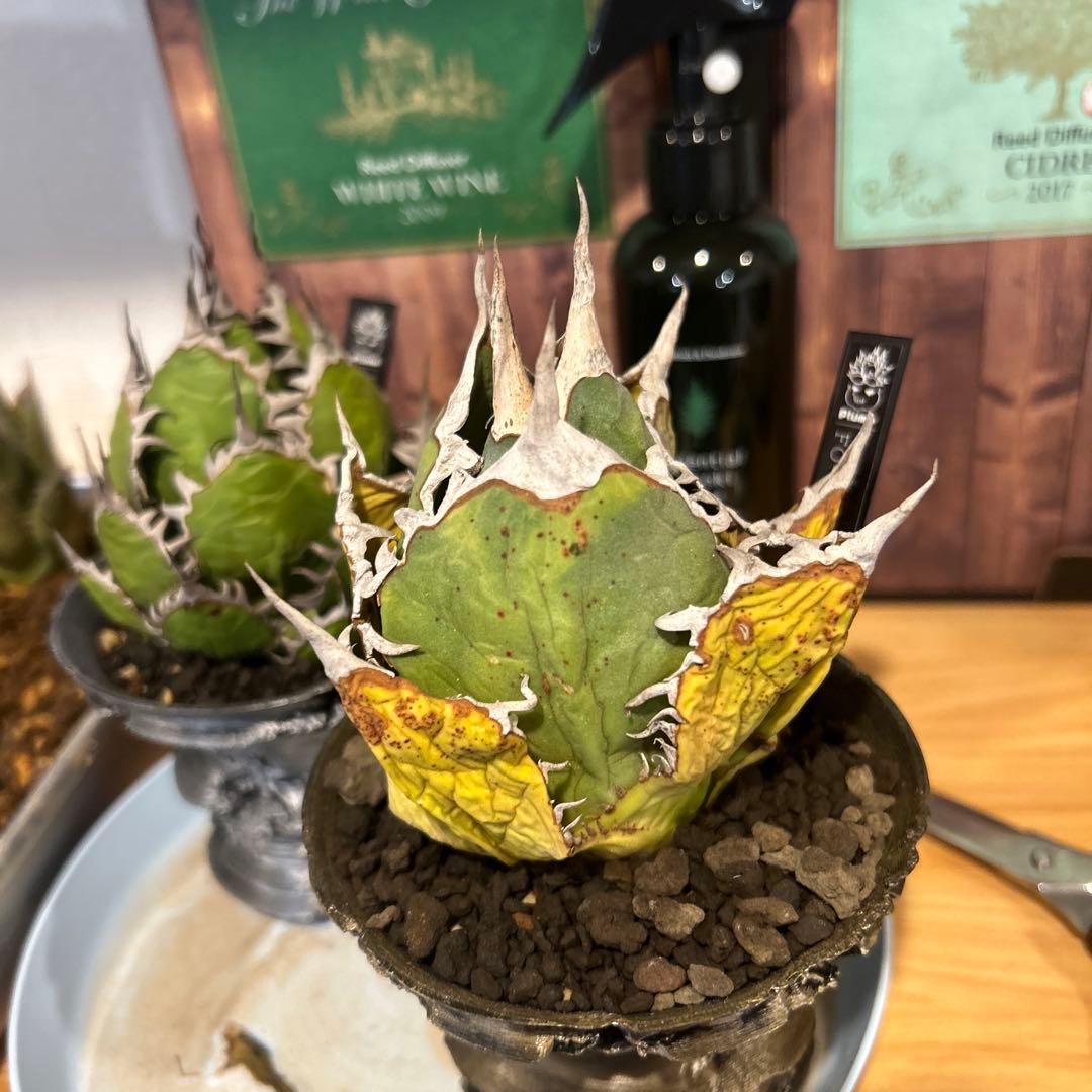 ホリダ×FO-076特選鉢付き