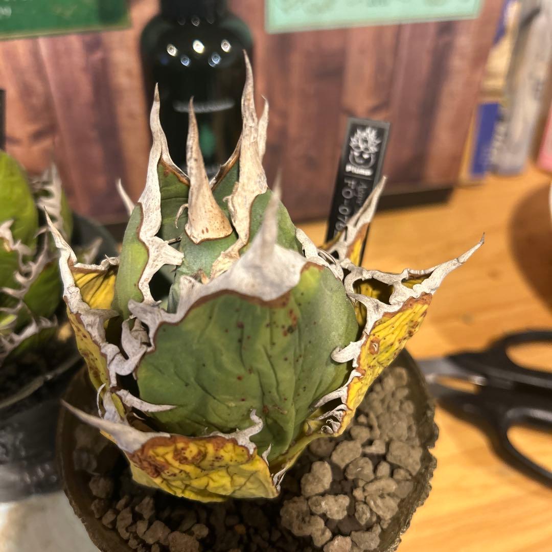 ホリダ×FO-076特選鉢付き