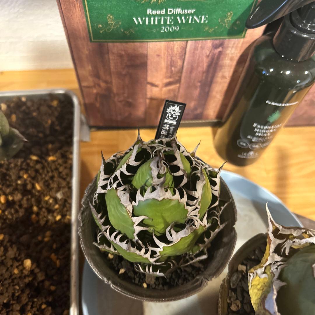 ホリダ×FO-076特選鉢付き