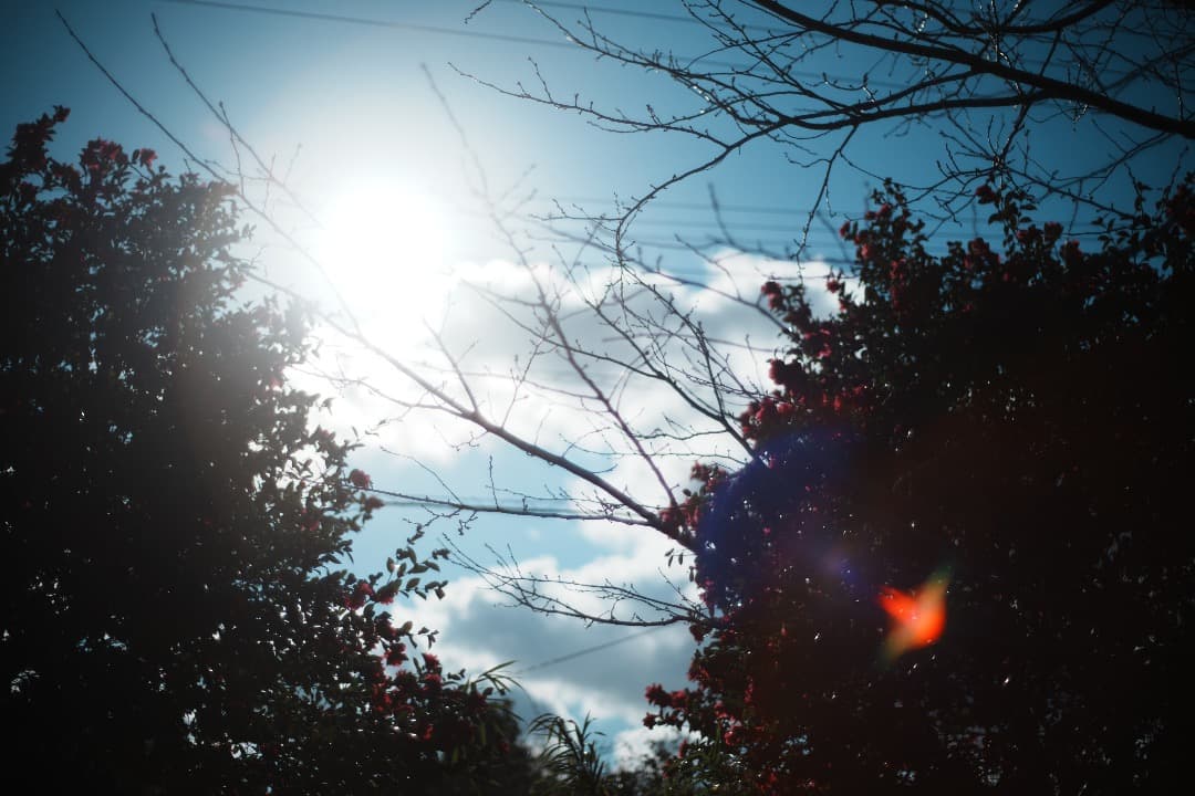 【整備＆テスト】オリンパス G.Zuiko auto 50mm F1.4 002