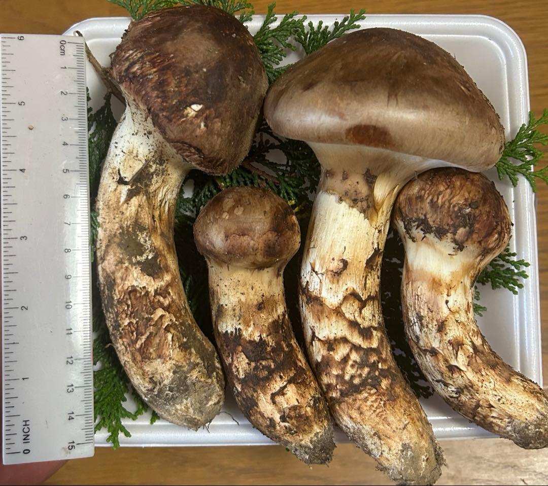 松茸 国産 信州産 長野県産