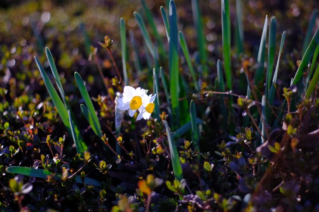 最高級機・完動品 ペンタックス K2 + 50mm F1.7 現状品 作例付