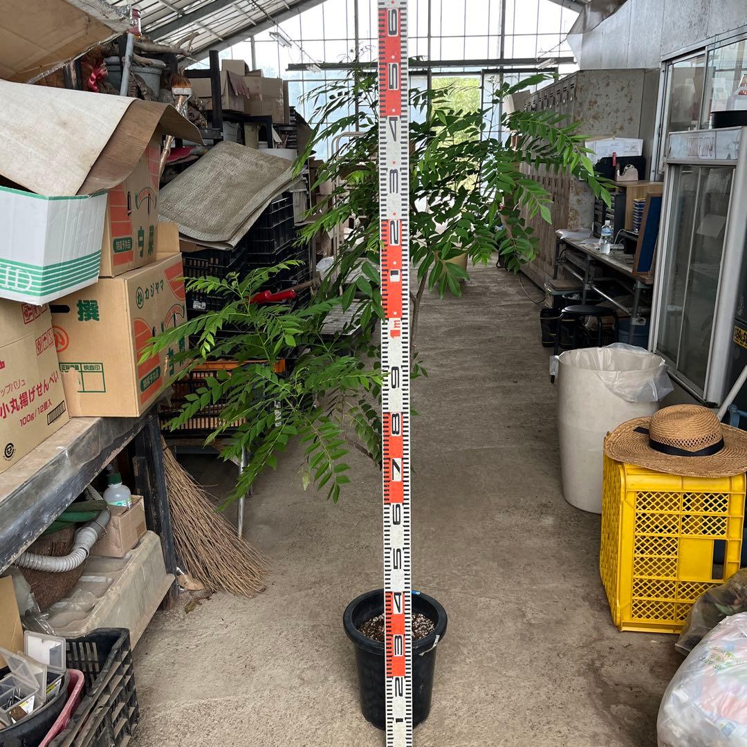 カレーリーフ 高さ約150cm カレーの木 8号