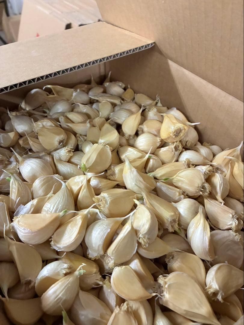 【数量限定】訳あり 青森県バラにんにく 10kg 福地ホワイト 芽あり