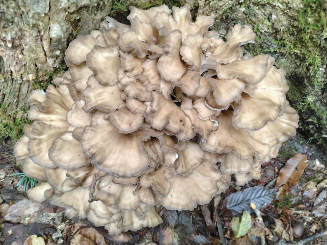 まんだ　天然きのこ　マイタケ　舞茸　約1.1kg　天然舞茸　今季最終