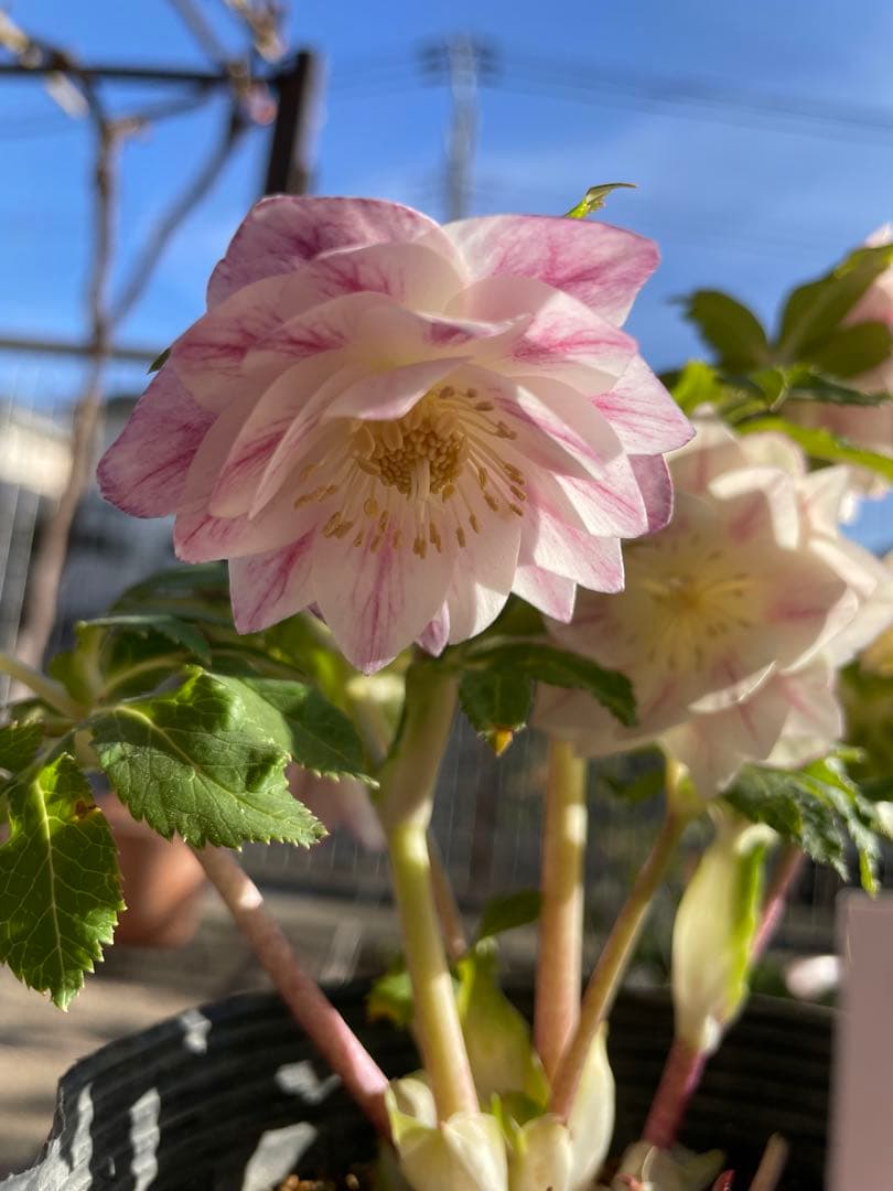 クリスマスローズ苗　プリマヴェーラ　加藤農園