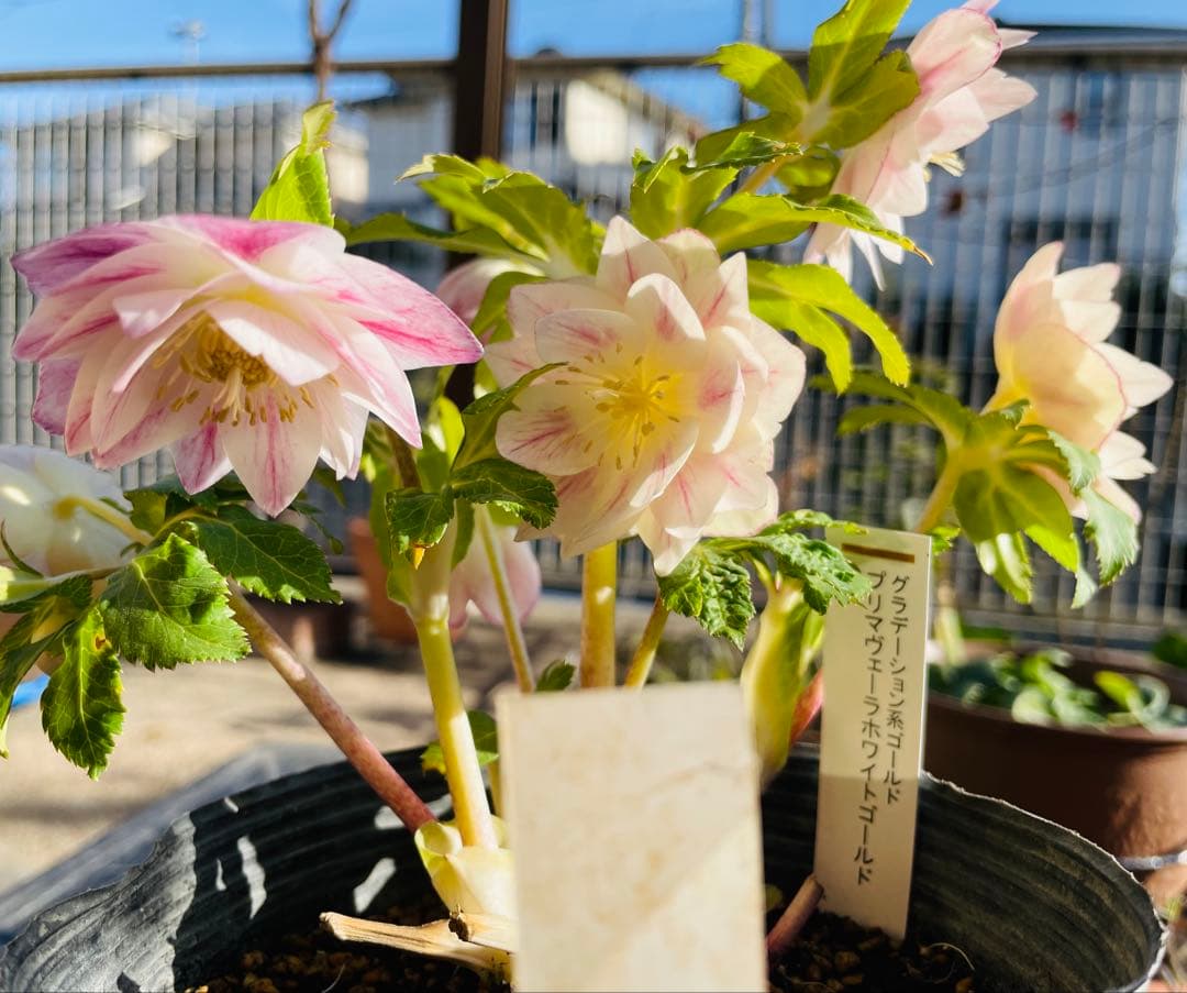 クリスマスローズ苗　プリマヴェーラ　加藤農園