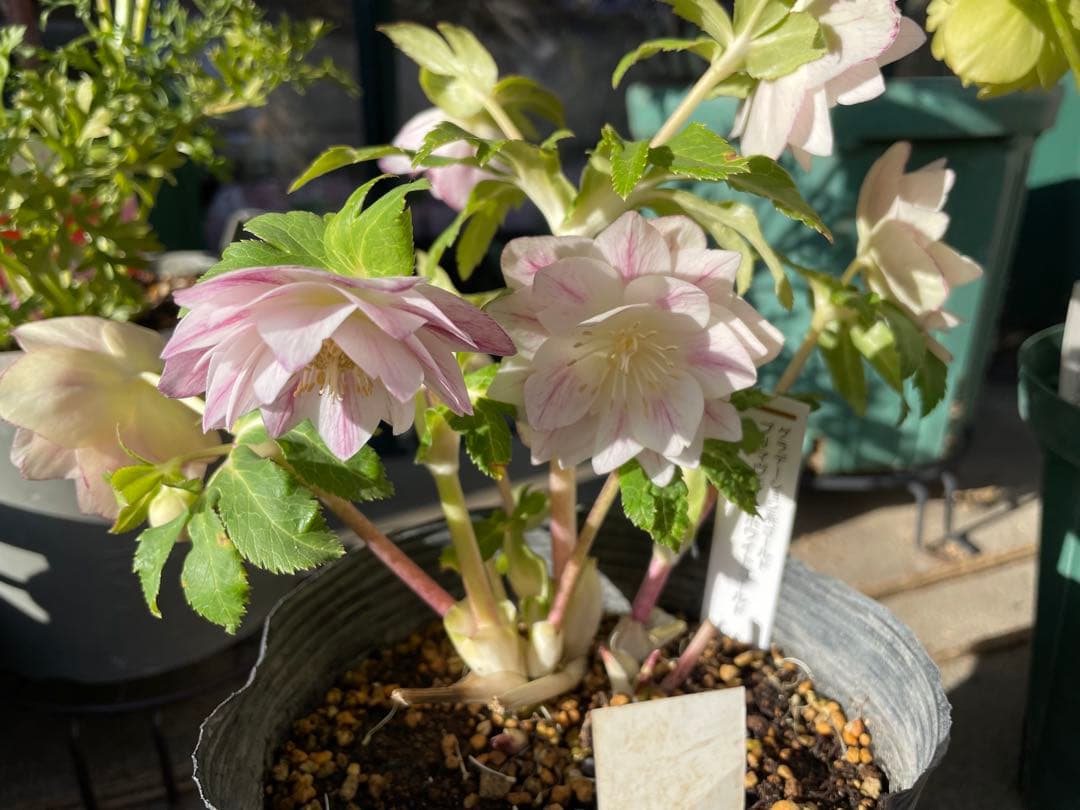 クリスマスローズ苗　プリマヴェーラ　加藤農園