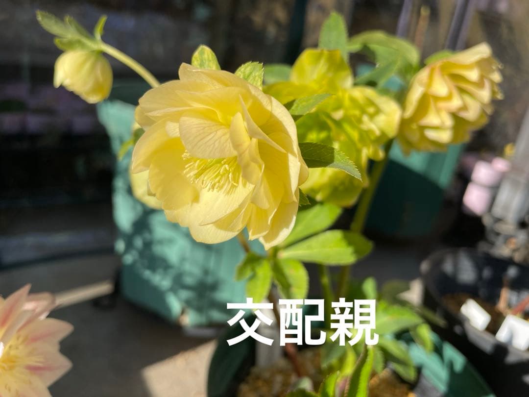 クリスマスローズ苗　プリマヴェーラ　加藤農園