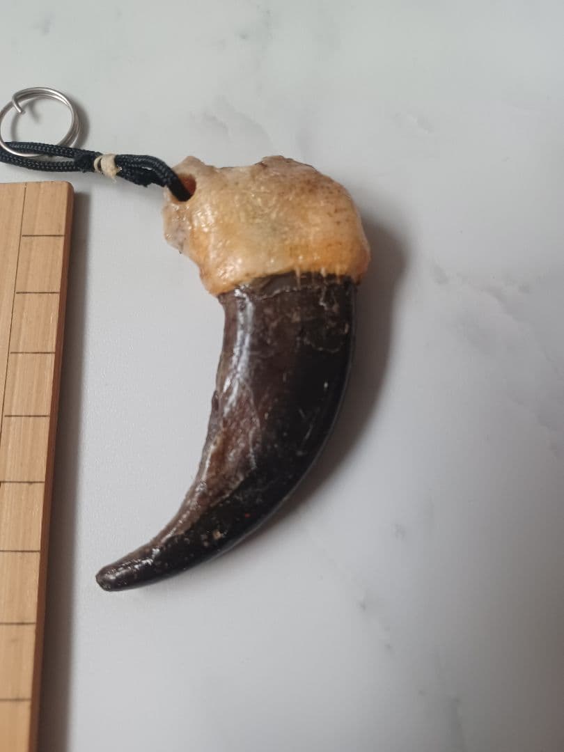 mamiさまおまとめ用 本物 天然 ヒグマの爪 ストラップ 約7cm