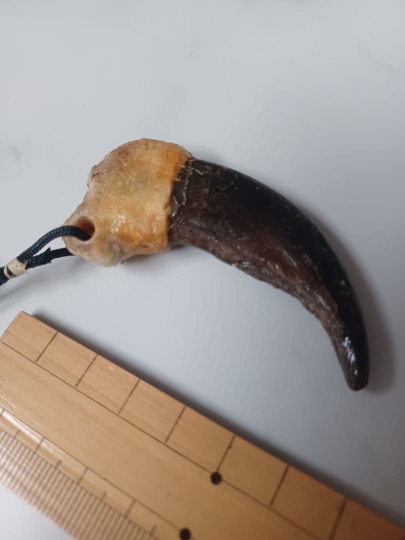 mamiさまおまとめ用 本物 天然 ヒグマの爪 ストラップ 約7cm
