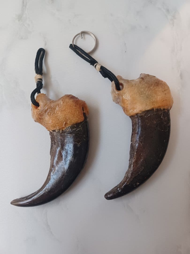 mamiさまおまとめ用 本物 天然 ヒグマの爪 ストラップ 約7cm