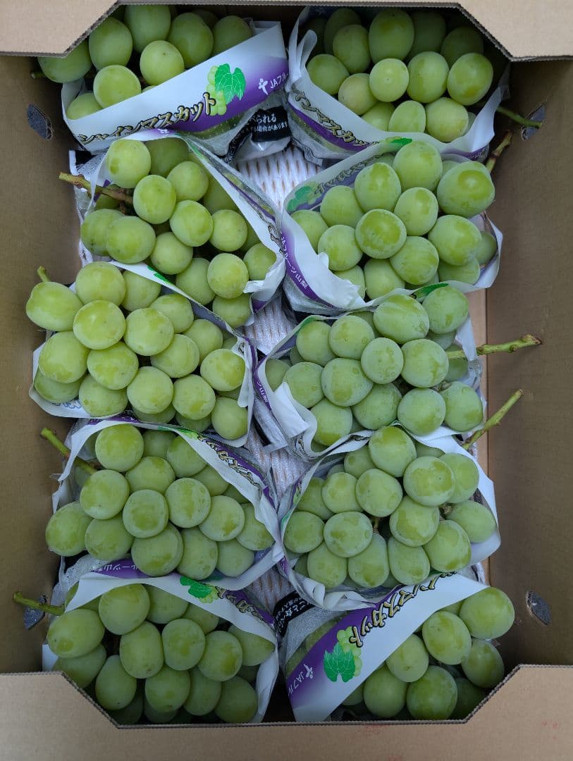 山梨県産ぶどう　シャインマスカット　10房入り箱込み約5.6kg