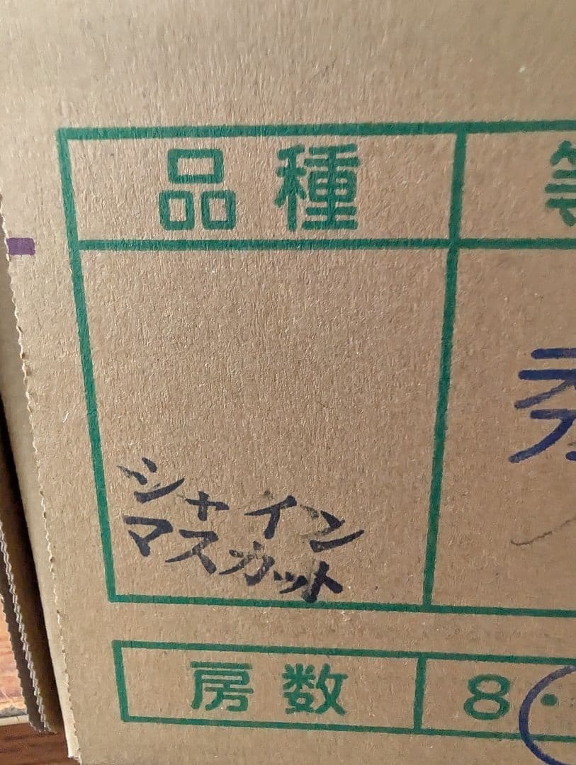 山梨県産ぶどう　シャインマスカット　10房入り箱込み約5.6kg