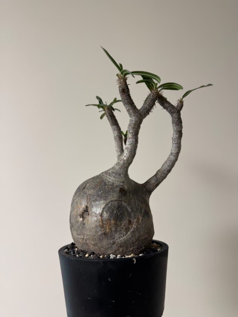 パキポディウム　グラキリス　現地球