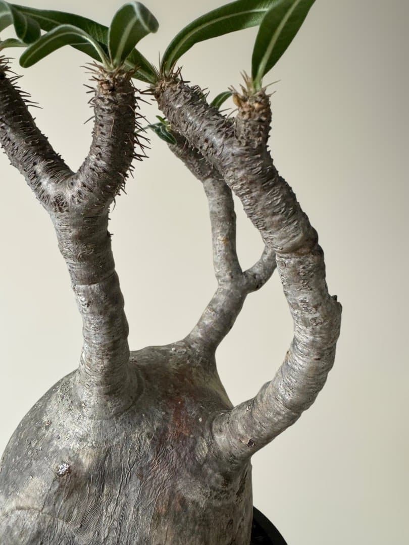 パキポディウム　グラキリス　現地球