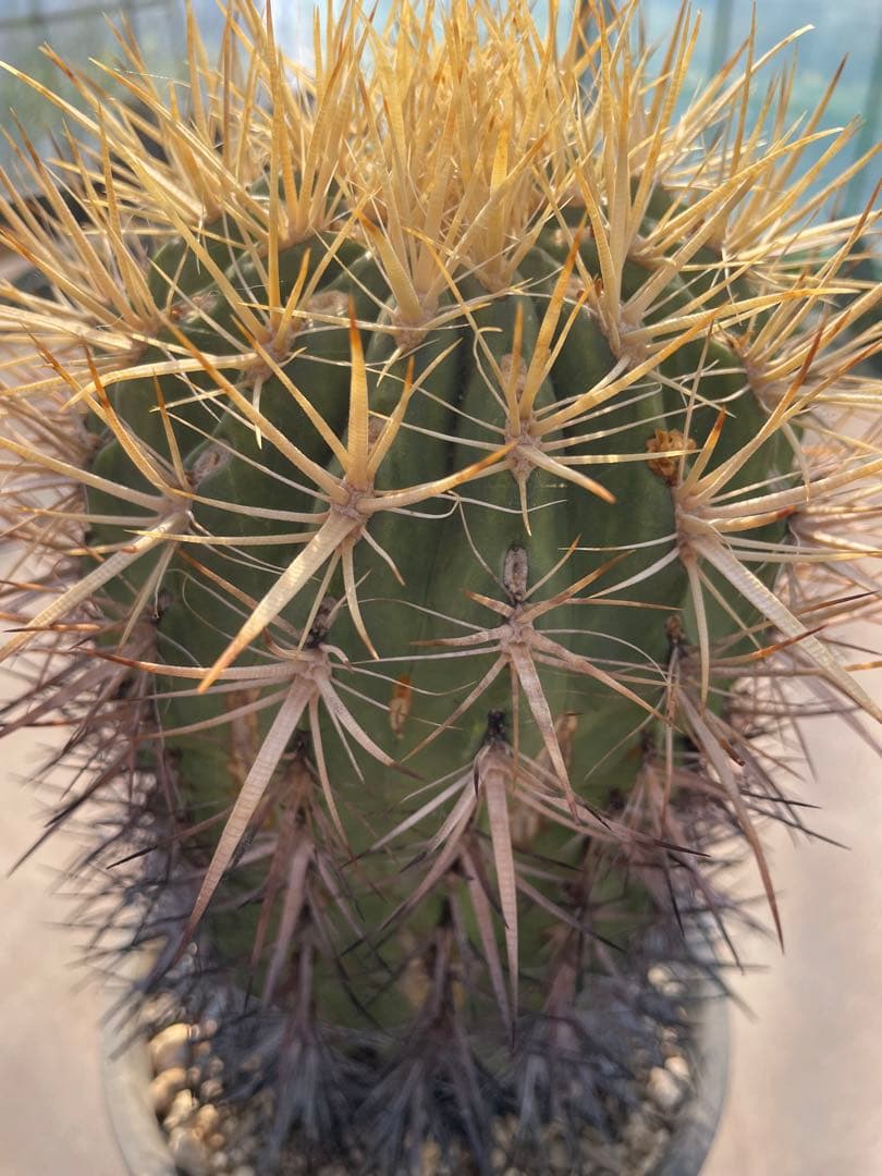 サボテン フェロカクタス 黄金冠 古株 巨大