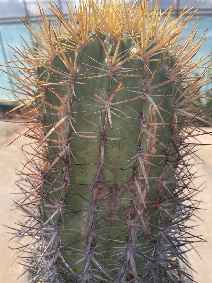 サボテン フェロカクタス 黄金冠 古株 巨大