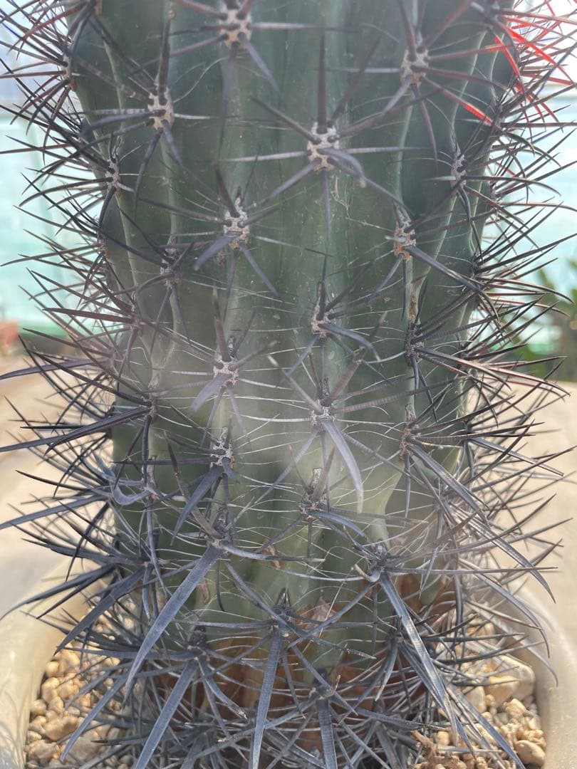 サボテン フェロカクタス 黄金冠 古株 巨大