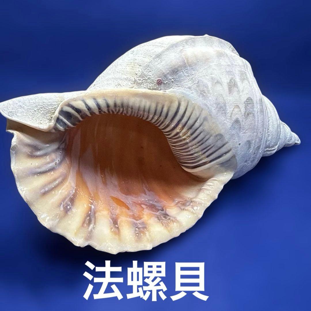 開運白龍様 リクエスト 2点 まとめ商品