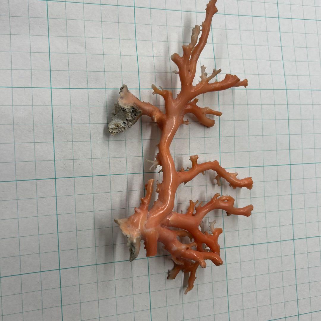 ピンク珊瑚の原木　タツキ