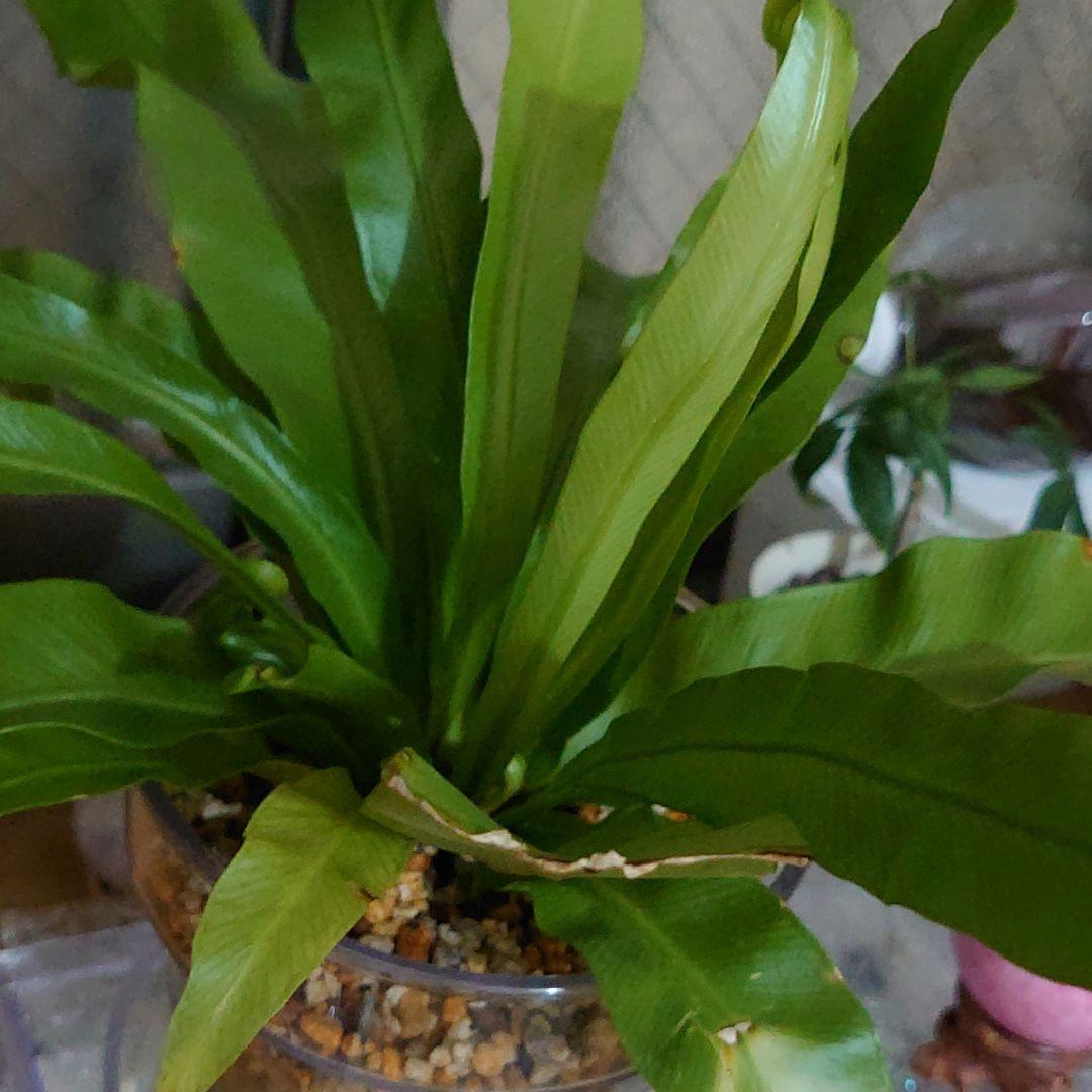 Ruby　猫モチーフペンダントセット