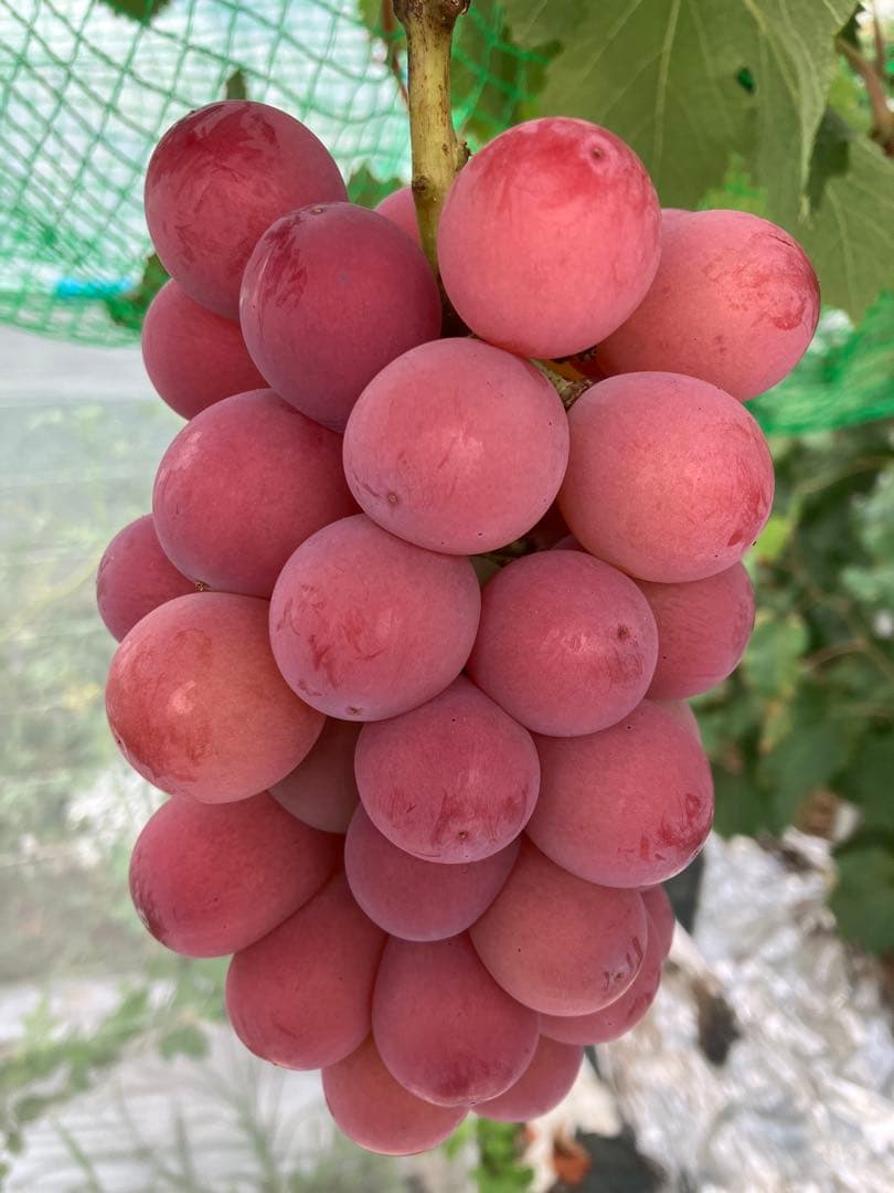 山梨限定サンシャインレッド、富士の輝き、シャインマスカット、3色セットおまけ付き