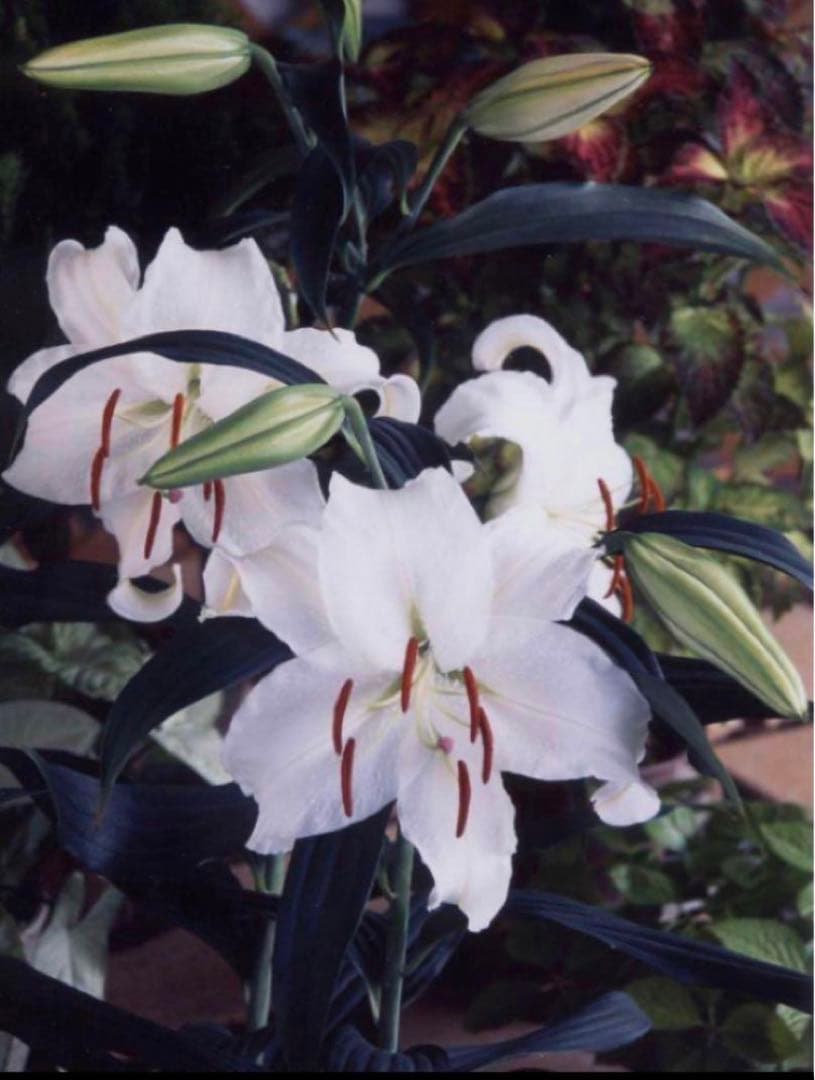 とわ　百合11種とチューリップ