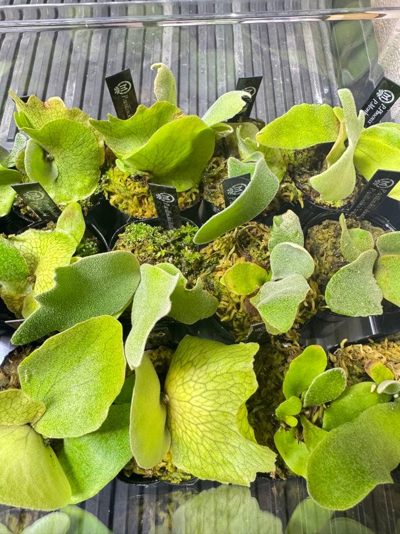 ビカクシダ　15種