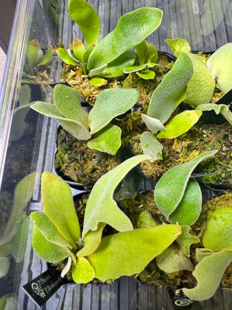 ビカクシダ　15種