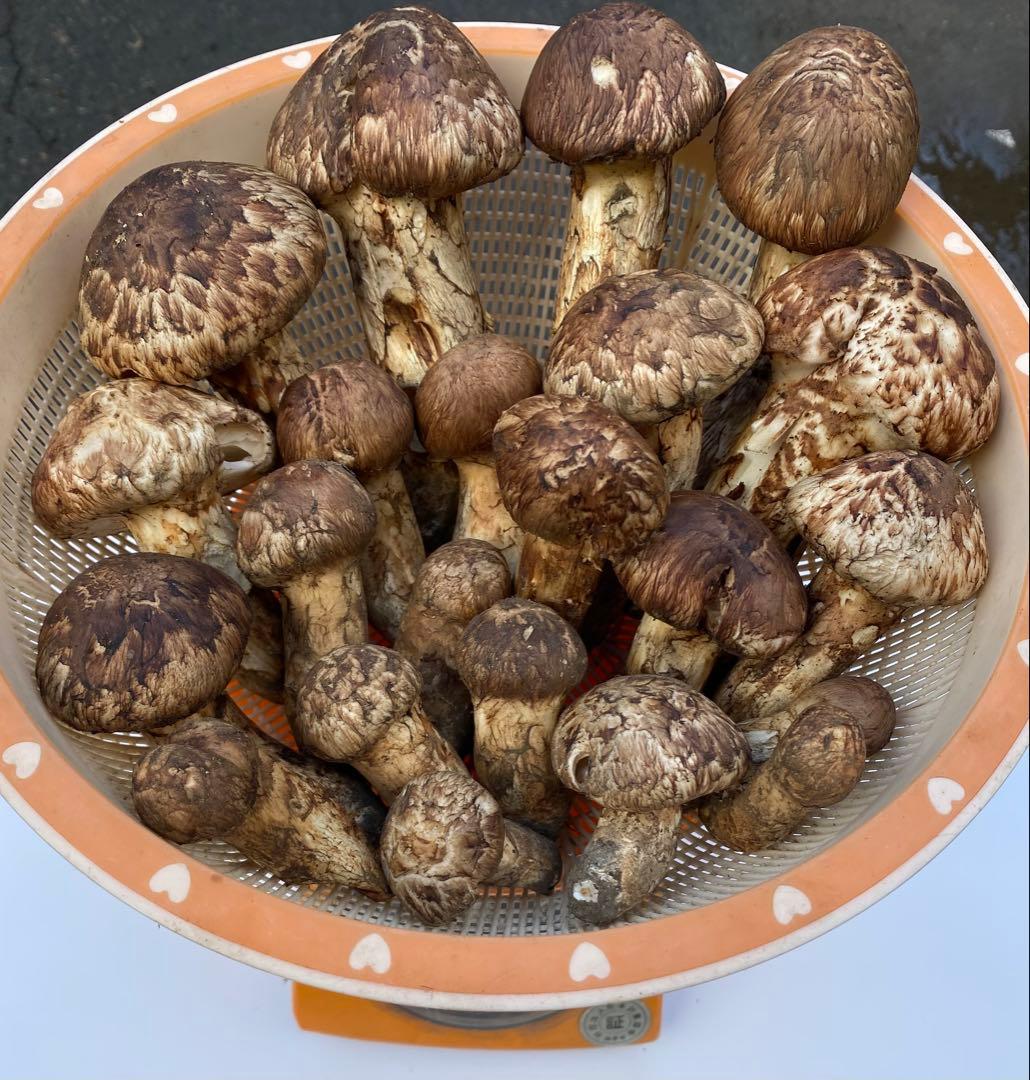 岩手県産松茸10/13日朝収穫 蕾、開きセット（総重量約1.1kg）