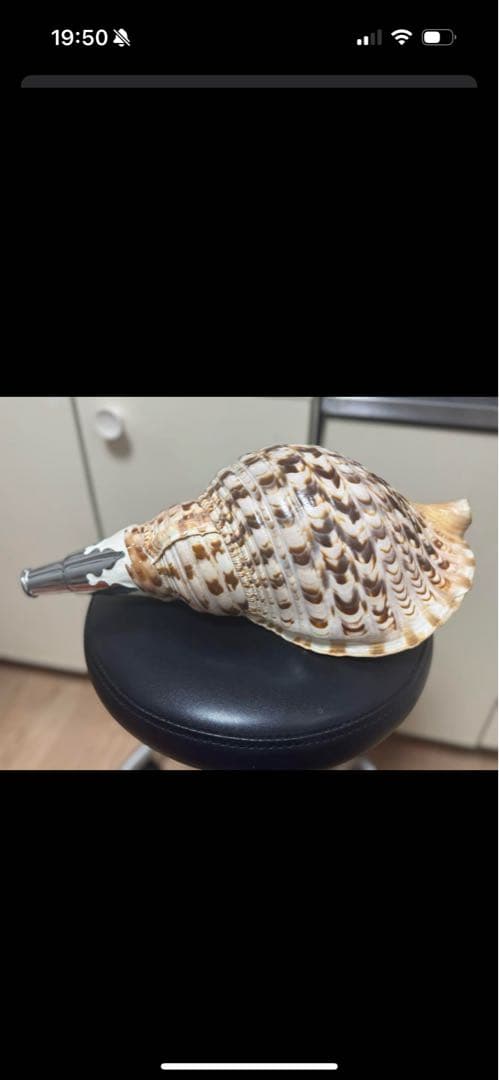 沖縄　法螺貝　貝殻楽器 中型　長さ40cm