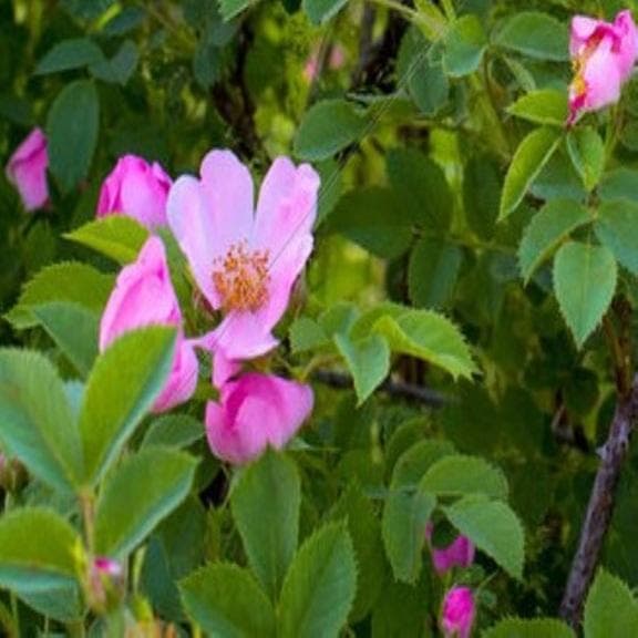 ❇️アカシア蜂蜜５本&百花蜜５本　生はちみつ　非加熱ハチミツ