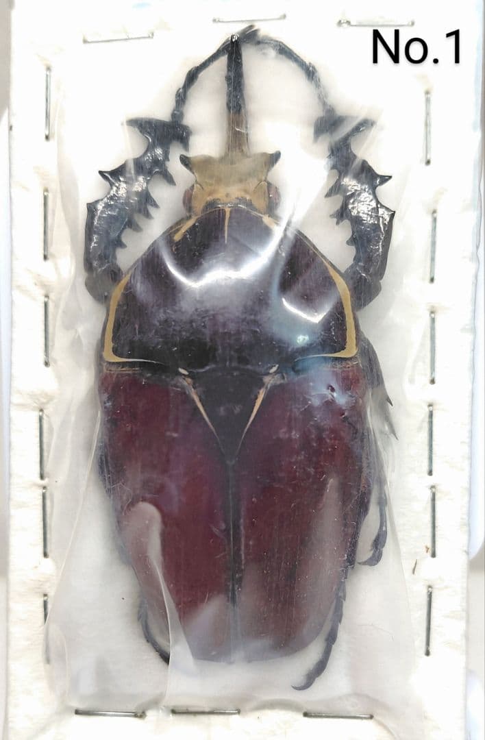 ウガンダオオツノハナムグリ 標本 ・ザイール産天然品7.9cm