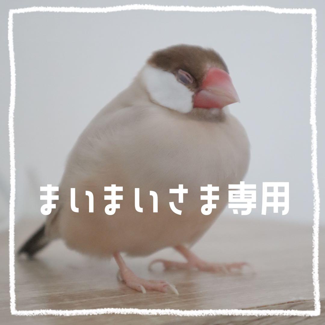 【まいまい】ことりのあそびば