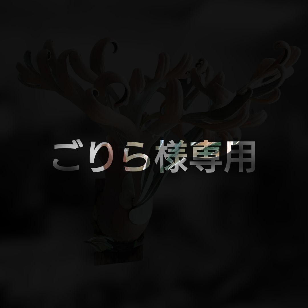 【ごりら】ビカクシダ White House 子株 株分け