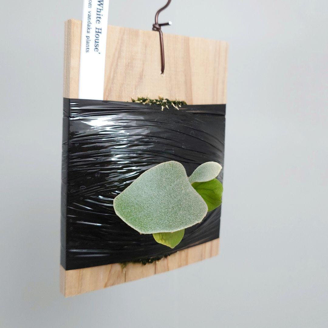 【ごりら】ビカクシダ White House 子株 株分け