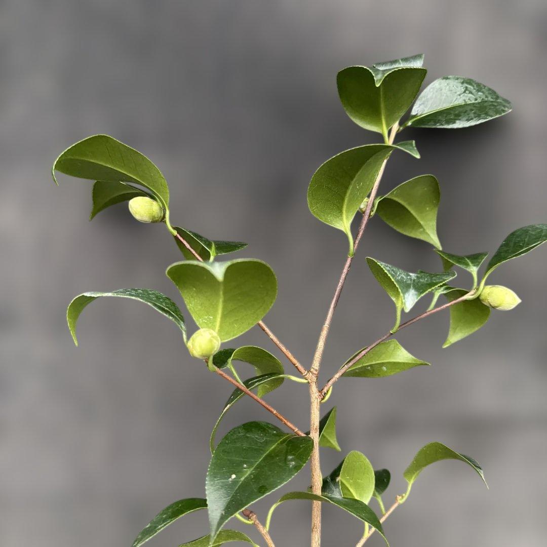 あ美　大社紫　此の糸　咲羽の誉3点セット