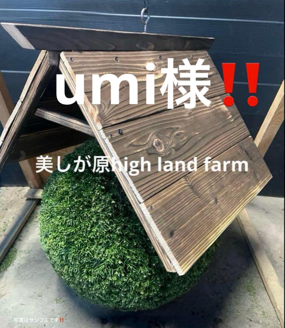 杉玉　約50センチ　ワイヤーで‼️お客様ご注文品　♪