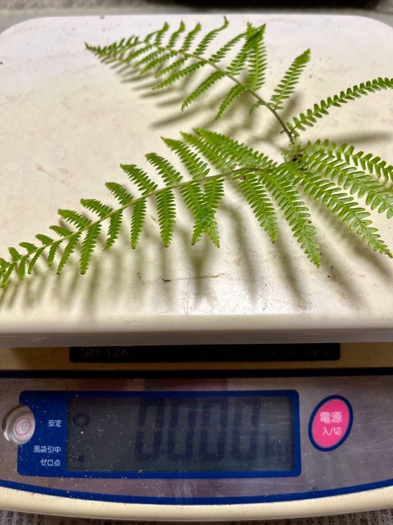 【大阪泉州産】天然松茸 良品☆1本100g国産