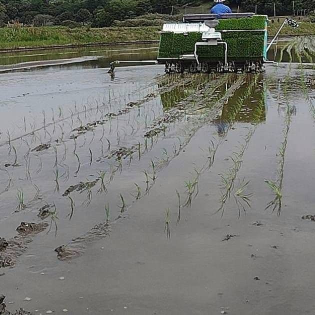 【玄米発送】令和7年産 茨城県産 コシヒカリ 玄米10Kg 10キロ ①