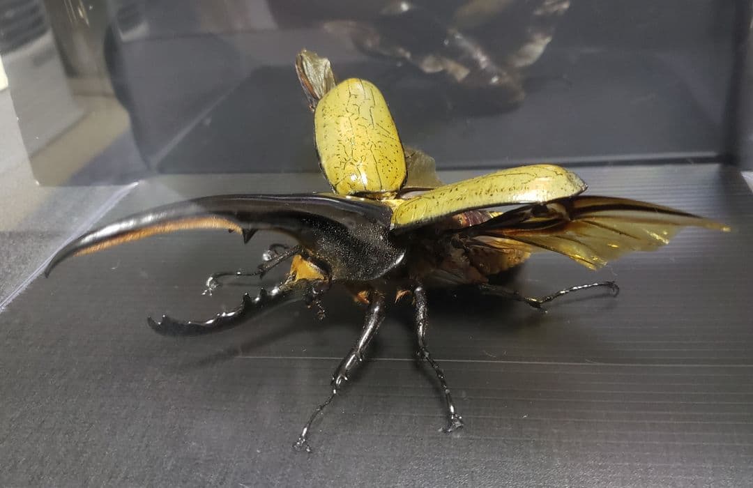 ケムンパス出品 立体標本3点