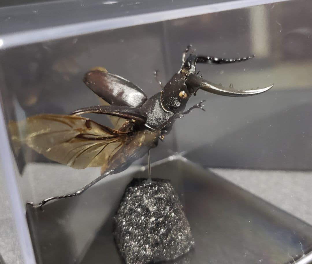 ケムンパス出品 立体標本3点