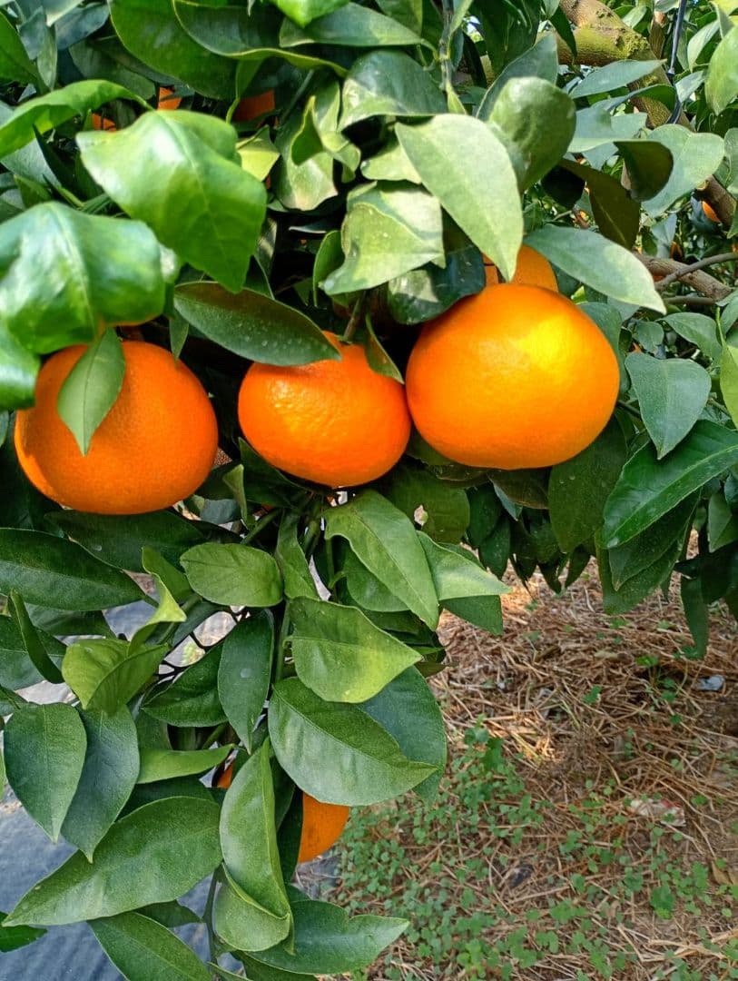 94愛果 まどんな 家庭用 10kg