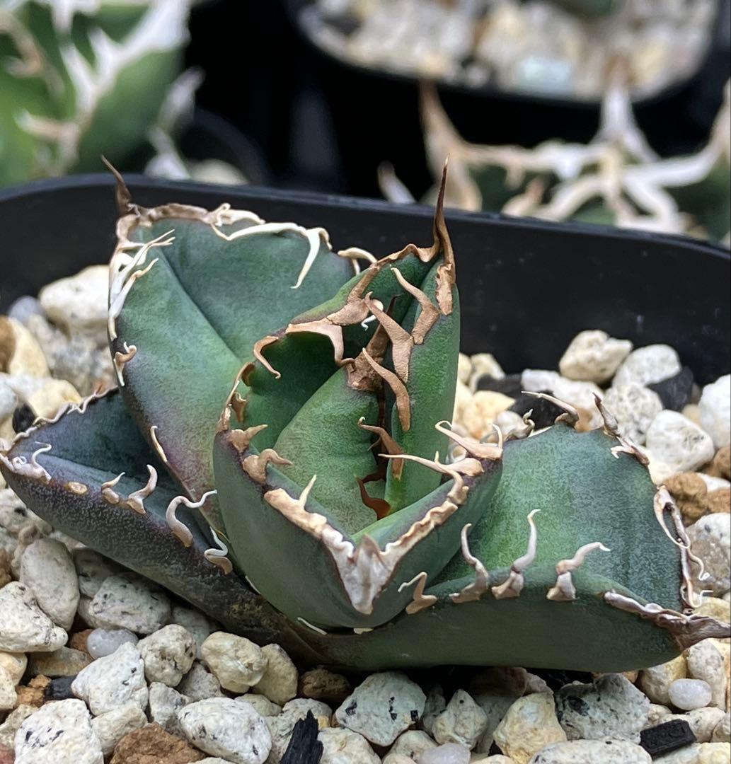 【とら】アガベ 正規スーパーチタノタCACTUS GREEN産　OC子株