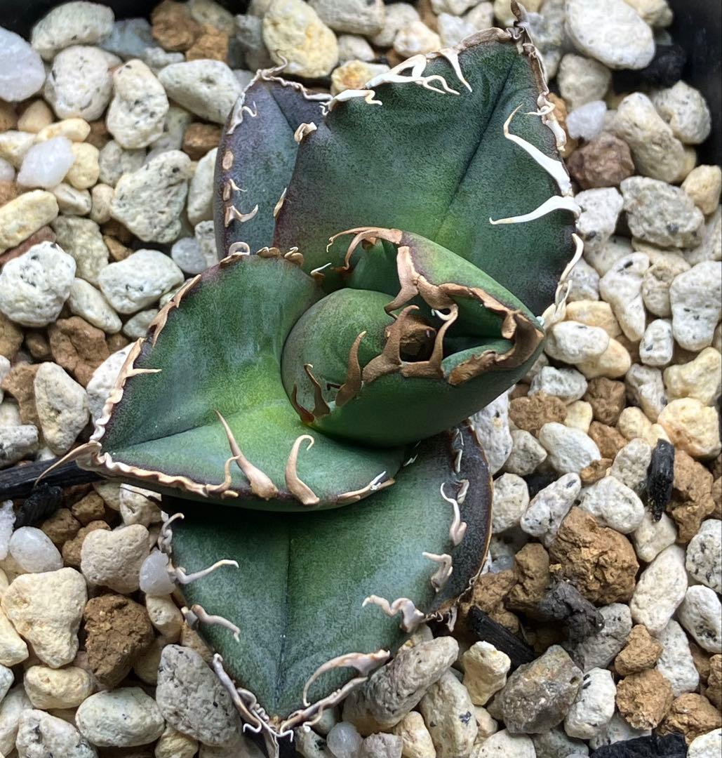 【とら】アガベ 正規スーパーチタノタCACTUS GREEN産　OC子株